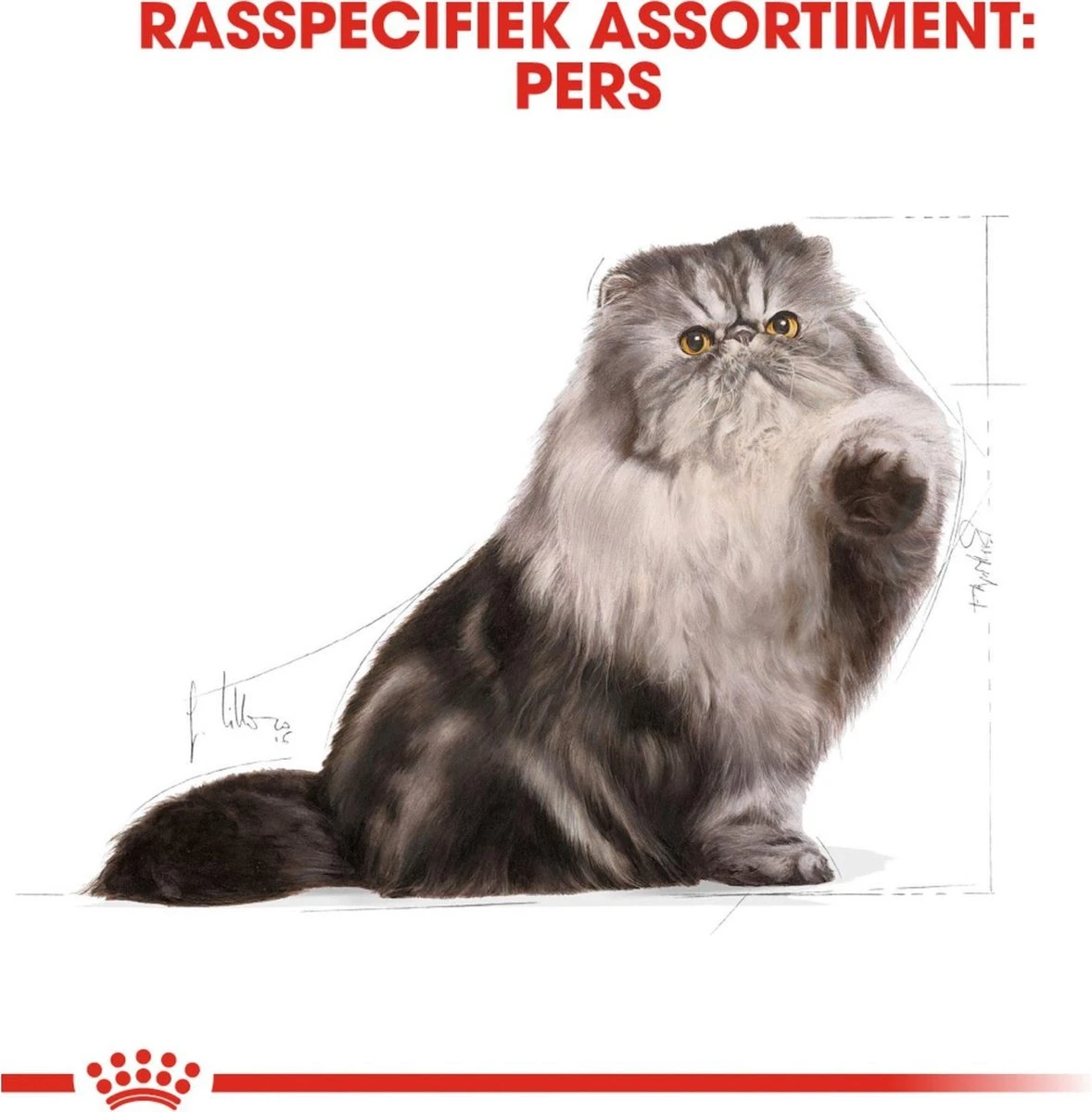 Royal Canin Persian Adult - Kattenvoer - 2 Kg 11 Royal Canin Persian Adult - Kattenvoer - 2 Kg - Image 11