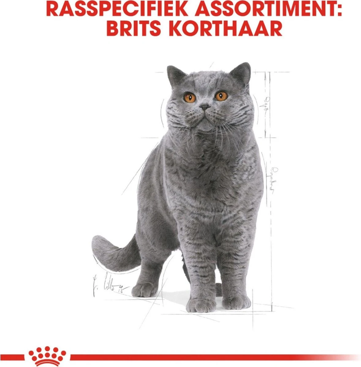Royal Canin British Shorthair Adult - Kattenvoer - 4 Kg 2 Royal Canin British Shorthair Adult - Kattenvoer - 4 Kg - Image 2