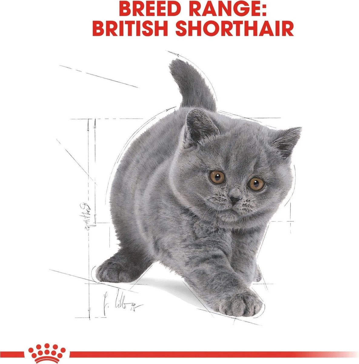 Royal Canin British Shorthair Kitten - 2 Kg 6 Royal Canin British Shorthair Kitten - 2 Kg - Image 6