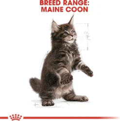 Royal Canin Maine Coon Kitten - Kattenvoer - 4 Kg -Merkloos Verkoop 1186x1200 2