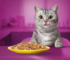 Whiskas 1+ Natvoer - Gevogelte - Selectie In Gelei - Maaltijdzakjes 80 X 85 G -Merkloos Verkoop 1200x1019 2