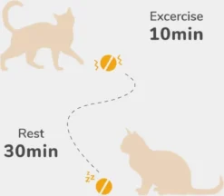 Cheerble Mini Ball 2.0 - Slimme Interactieve Zelf Rollende Bal Voor Katten - 3 Speelmodi - Kattenspeeltjes - USB Oplaadbaar - Rood -Merkloos Verkoop 1200x1051 3