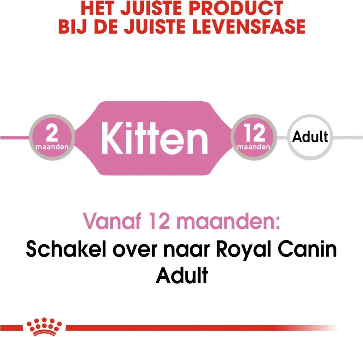 Royal Canin Kitten In Jelly - Kattenvoer - 1020 G 12 Royal Canin Kitten In Jelly - Kattenvoer - 1020 G - Image 12