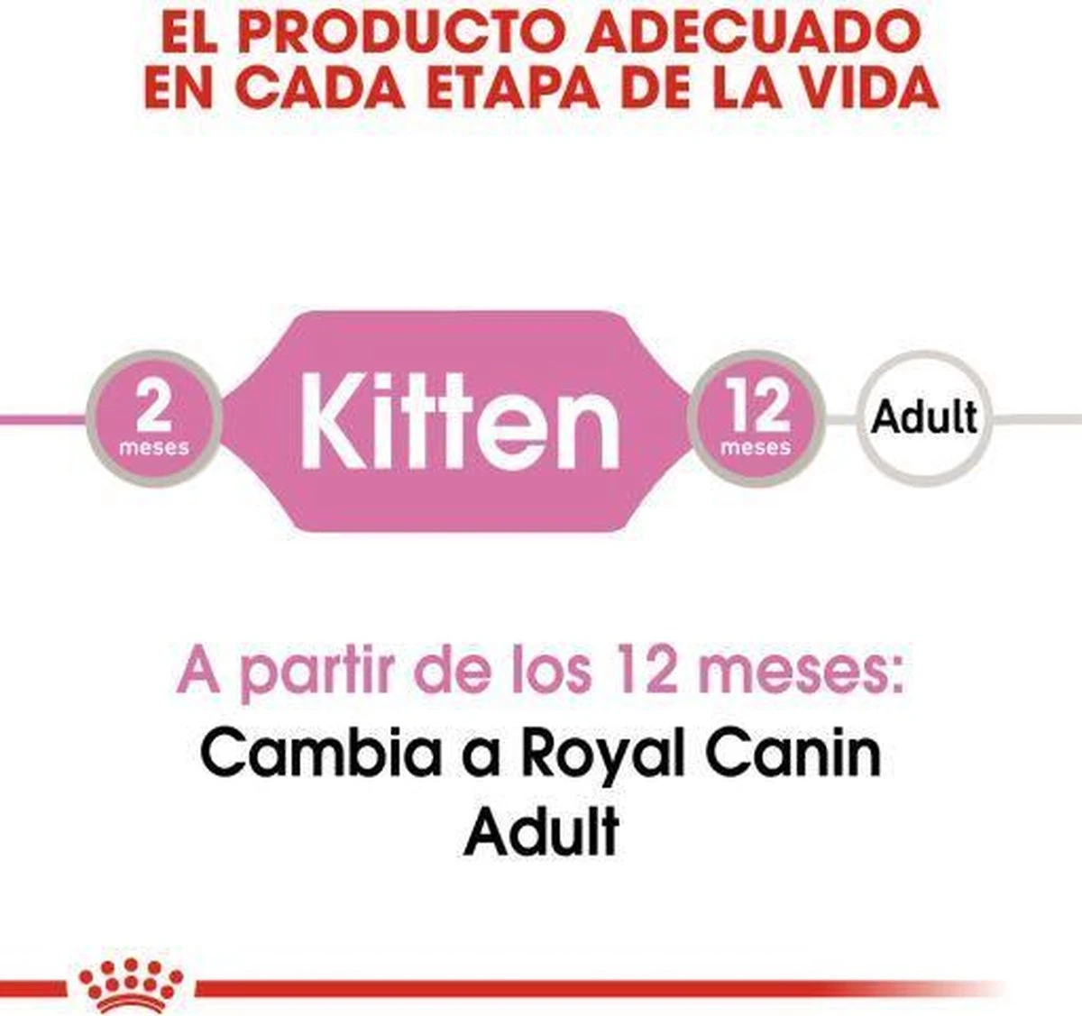 Royal Canin Kitten In Jelly - Kattenvoer - 1020 G 6 Royal Canin Kitten In Jelly - Kattenvoer - 1020 G - Image 6