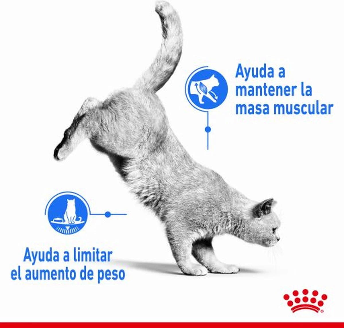 Royal Canin Light Weight Care - 1.5 Kg 4 Royal Canin Light Weight Care - 1.5 Kg - Image 4