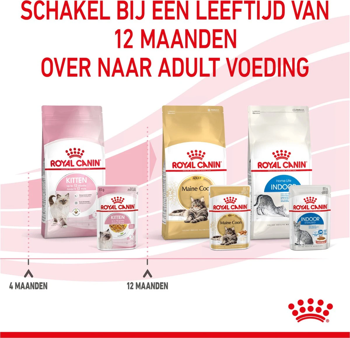 Royal Canin Kitten In Jelly - Kattenvoer - 1020 G 13 Royal Canin Kitten In Jelly - Kattenvoer - 1020 G - Image 13