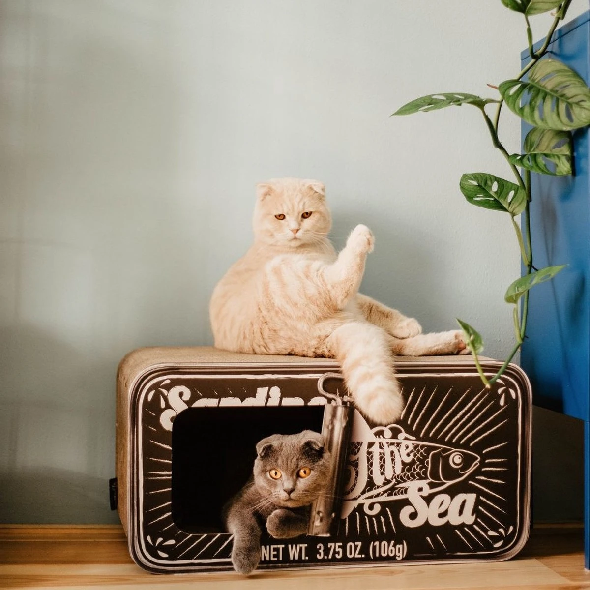 District 70 SARDINE - Design Katten Krabmeubel Van Gerecycled Karton - Zwart, Wit Of Perzik - Afmeting 60x30x30 Cm - Perzik 2 District 70 SARDINE - Design Katten Krabmeubel Van Gerecycled Karton - Zwart, Wit Of Perzik - Afmeting 60x30x30 Cm - Perzik - Image 2