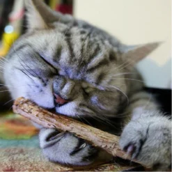 Matatabi Kauwstaafjes Voor Katten - 5x Matabi Stokjes - Kattenspeelgoed - 100% Natuurlijke Sticks - Plantaardig - Silver Vine Kauwstaven Voor Kittens - Kattenkruid Effect - Gebitsverzorging - 5 Stuks Vardaan Kauwstaven Voor Katten - XS - 11 Cm -Merkloos Verkoop 1200x1200 314