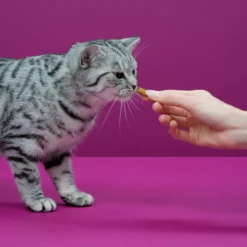 Whiskas Temptations Kattensnacks - Kip En Kaas - 8 X 60 Gr -Merkloos Verkoop 1200x1200 348