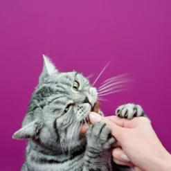 Whiskas Sticks Kattensnack - Kip - 14 X 6 Stuks -Merkloos Verkoop 1200x1200 350