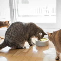 BeOneBreed Intellikatt - Slowfeeder Voor Katten - Voerpuzzel Aanbevolen Door Dierenartsen En Kattengedragsdeskundigen -Merkloos Verkoop 1200x1200 391