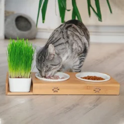 Pfotenolymp® Voederstation Met Kattengras Voor Katten - Porseleinen Kattenbak/Voedingsbak - Verhoogde Kom Set Met Kattengrasbak - Voerbak Hoog 11 Pfotenolymp® Voederstation Met Kattengras Voor Katten - Porseleinen Kattenbak/Voedingsbak - Verhoogde Kom Set Met Kattengrasbak - Voerbak Hoog -Merkloos Verkoop 1200x1200 688