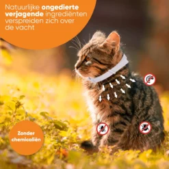 Nafurapets Vlooienband Voor Kat – Anti Vlooien – Teken Band – 100% Natuurlijk – 8 Maanden Bescherming – Grote & Kleine Kat -Merkloos Verkoop 1200x1200 874