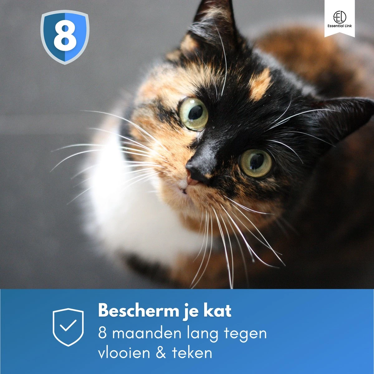 Essential Link Teken- En Vlooienband - Vlooienband Kat – Anti Vlooien – Vlooienmiddel - Tekenband - Diervriendelijk 9 Essential Link Teken- En Vlooienband - Vlooienband Kat – Anti Vlooien – Vlooienmiddel - Tekenband - Diervriendelijk - Image 9