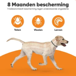 Nafurapets Vlooienband Voor Hond – Anti Vlooien – Teken Band – 100% Natuurlijk – 8 Maanden Bescherming – Grote & Kleine Hond -Merkloos Verkoop 1200x1200 912