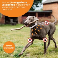 Nafurapets Vlooienband Voor Hond – Anti Vlooien – Teken Band – 100% Natuurlijk – 8 Maanden Bescherming – Grote & Kleine Hond -Merkloos Verkoop 1200x1200 915