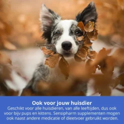 Sensipharm Urologist Aid Voor Kat, Hondje, Cavia, Konijn - Bij Blaasontsteking, Blaasgruis, Struviet, Oxalaat & Nierstenen - 90 Tabletten à 250 Mg 8 Sensipharm Urologist Aid Voor Kat, Hondje, Cavia, Konijn - Bij Blaasontsteking, Blaasgruis, Struviet, Oxalaat & Nierstenen - 90 Tabletten à 250 Mg -Merkloos Verkoop 1200x1200 917