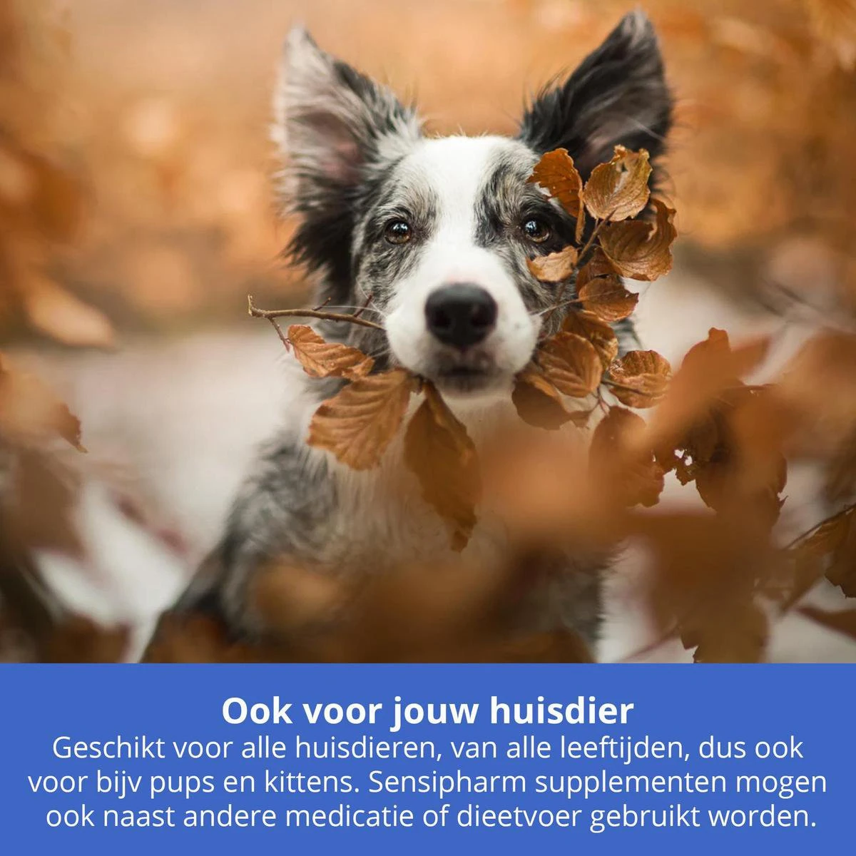 Sensipharm Urologist Aid Voor Kat, Hondje, Cavia, Konijn - Bij Blaasontsteking, Blaasgruis, Struviet, Oxalaat & Nierstenen - 90 Tabletten à 250 Mg 3 Sensipharm Urologist Aid Voor Kat, Hondje, Cavia, Konijn - Bij Blaasontsteking, Blaasgruis, Struviet, Oxalaat & Nierstenen - 90 Tabletten à 250 Mg - Image 3