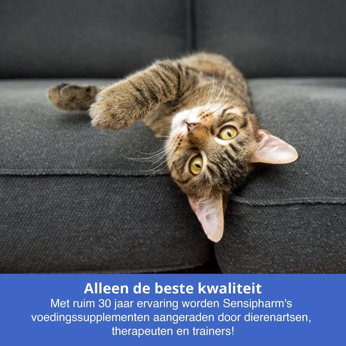 Sensipharm Urologist Aid Voor Kat, Hondje, Cavia, Konijn - Bij Blaasontsteking, Blaasgruis, Struviet, Oxalaat & Nierstenen - 90 Tabletten à 250 Mg 5 Sensipharm Urologist Aid Voor Kat, Hondje, Cavia, Konijn - Bij Blaasontsteking, Blaasgruis, Struviet, Oxalaat & Nierstenen - 90 Tabletten à 250 Mg - Image 5