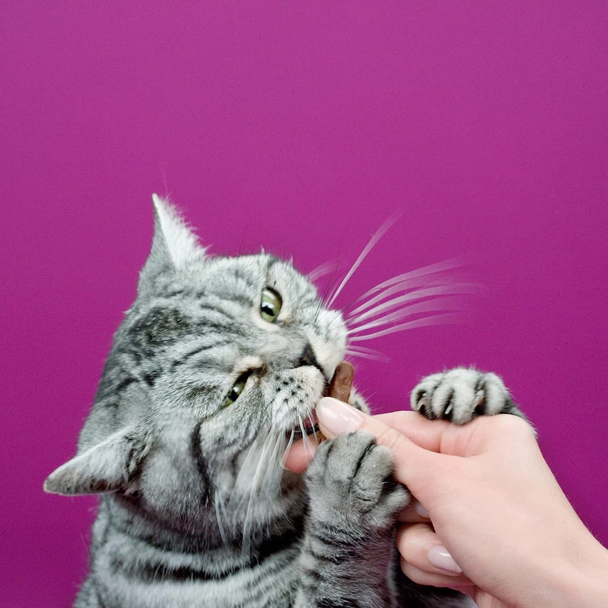 Whiskas Sticks Kattensnack - Zalm - 14 X 6 Stuks 2 Whiskas Sticks Kattensnack - Zalm - 14 X 6 Stuks - Image 2