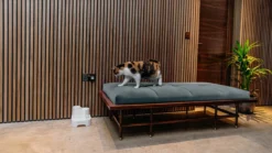 Cat Mate - Waterfontein Kat - Kattenfontein - Drinkfontein Kat - Fluisterstil - Poezen Fontein - Dieren Drinkbakken - Honden Fontein - 2 L -Merkloos Verkoop 1200x675 5