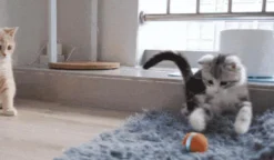 Cheerble Mini Ball 2.0 - Slimme Interactieve Zelf Rollende Bal Voor Katten - 3 Speelmodi - Kattenspeeltjes - USB Oplaadbaar - Rood -Merkloos Verkoop 1200x701 1