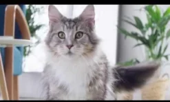 Purina ONE Urinary Care - Kip - Kattenvoer - 800 G 27 Purina ONE Urinary Care - Kip - Kattenvoer - 800 G -Merkloos Verkoop 1200x720 1