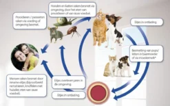 Beaphar Milquestra Kleine Kat/kitten - 0,5 Tot 4 Kg - 2 Tabletten -Merkloos Verkoop 1200x751