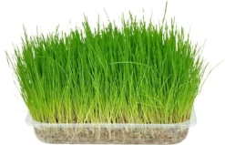 Flamingo - Kattengras - 15 X 15 X 4 Cm