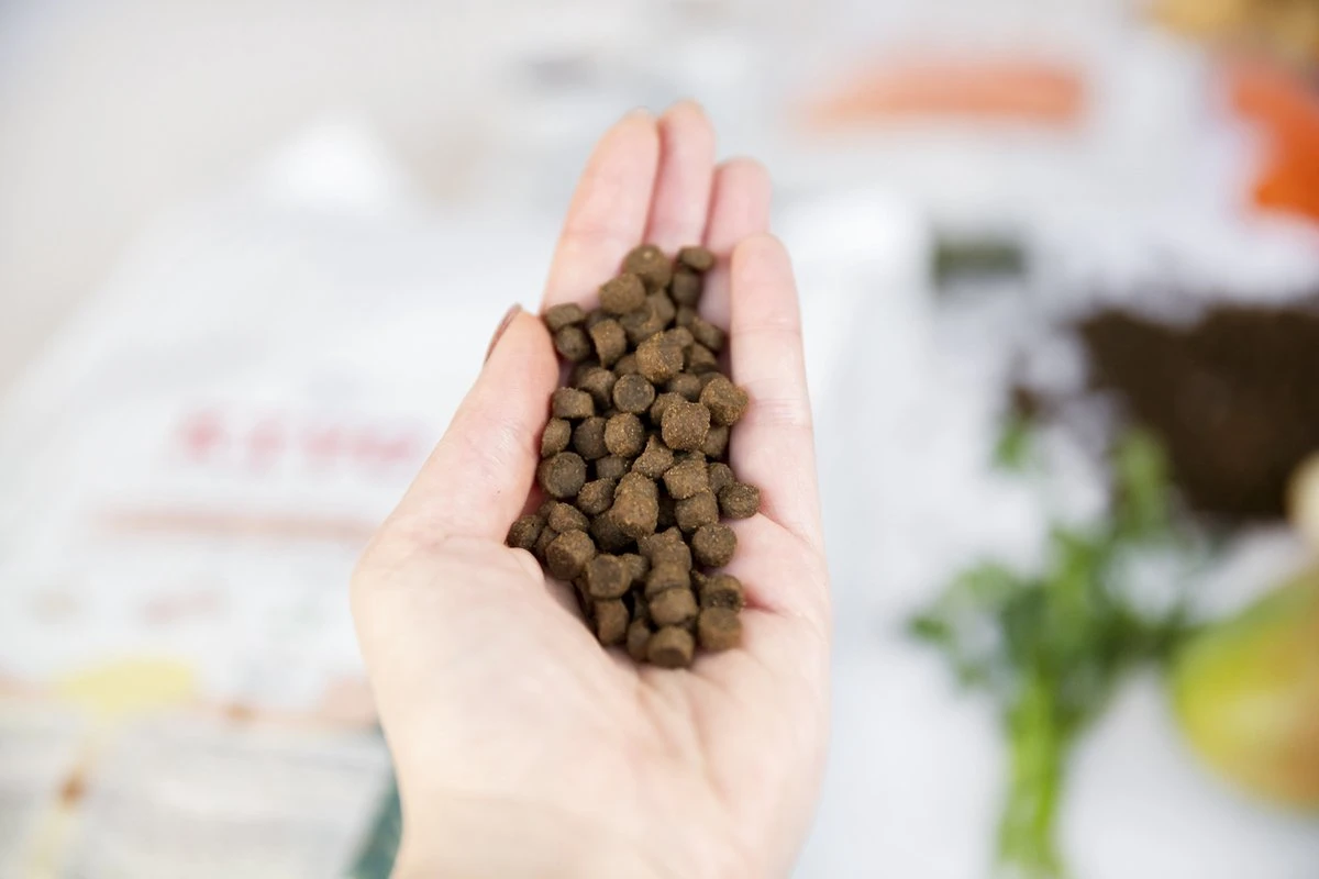 Kivo Petfood Kattenbrokken Verse Zalm - 5 Kg - Graanvrij 3 Kivo Petfood Kattenbrokken Verse Zalm - 5 Kg - Graanvrij - Image 3