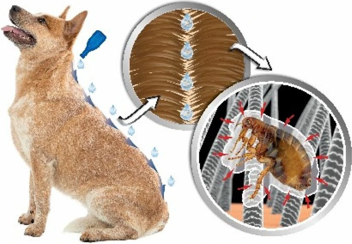 Beaphar DIMETHIcare Line On Kat - Vlooienbestrijding - 6 Pipetten 4 Beaphar DIMETHIcare Line On Kat - Vlooienbestrijding - 6 Pipetten - Afbeelding 4