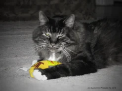 Yeowww! Chicata Banana - Speeltje Voor Katten Met Kattenkruid - De Meest Krachtige Catnip Ter Wereld – Onweerstaanbaar – Katoen – 17.7 Cm - Geel -Merkloos Verkoop 1200x900 2