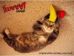 Yeowww! Chicata Banana - Speeltje Voor Katten Met Kattenkruid - De Meest Krachtige Catnip Ter Wereld – Onweerstaanbaar – Katoen – 17.7 Cm - Geel -Merkloos Verkoop 1200x907 1