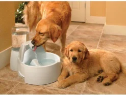 Petsafe Drinkwell Platinum - Drinkfontein - 5 L 25 Petsafe Drinkwell Platinum - Drinkfontein - 5 L -Merkloos Verkoop 1200x909