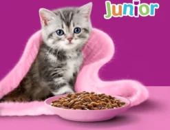 Whiskas Junior Natvoer - Classic - Selectie In Saus - Maaltijdzakjes 48 X 85 G -Merkloos Verkoop 1200x918
