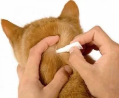 Beaphar Fiprotec Kat - Vlooienbestrijding - >1 Kg - 4 Pipetten -Merkloos Verkoop 1200x987 2