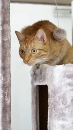 Petrebels Little Rock 99 Katten Krabpaal - Cappuccino - 99 Cm - Stabiel -Merkloos Verkoop 675x1200 5