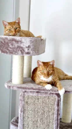 Petrebels Little Rock 99 Katten Krabpaal - Cappuccino - 99 Cm - Stabiel -Merkloos Verkoop 675x1200 6