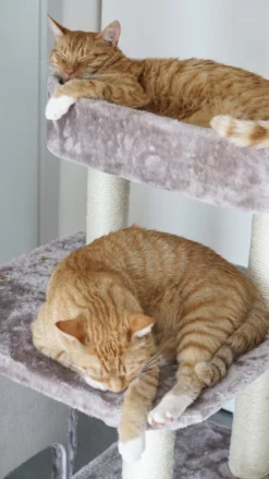 Petrebels Little Rock 99 Katten Krabpaal - Cappuccino - 99 Cm - Stabiel -Merkloos Verkoop 675x1200 7