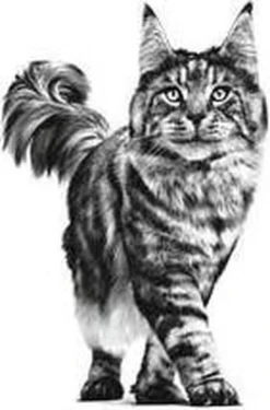 Royal Canin Renal - Tonijn - Kattenvoer - 12 X 85 G 23 Royal Canin Renal - Tonijn - Kattenvoer - 12 X 85 G -Merkloos Verkoop 790x1200 2