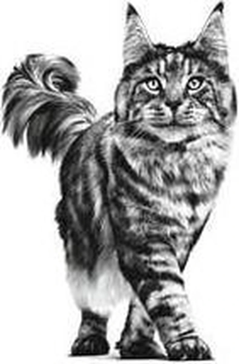 Royal Canin Renal - Tonijn - Kattenvoer - 12 X 85 G 12 Royal Canin Renal - Tonijn - Kattenvoer - 12 X 85 G - Image 12