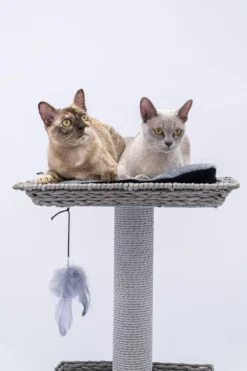 Petrebels Caribbean Love 141 Krabpaal - Grijs - 141 Cm - Natuurlijke Materialen 20 Petrebels Caribbean Love 141 Krabpaal - Grijs - 141 Cm - Natuurlijke Materialen -Merkloos Verkoop 800x1200 24