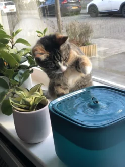 No Logo - 3L - Drinkfontein Voor Huisdieren, Water Fontein - Waterdispenser - Waterautomaat Drinkbakken 3L Voor Huisdieren Katten - Honden - Konijnen - Goud - Groen - Kattenfontein - Fontein - Drink - Bak - Drinkbak - Hond - Konijn - Kat - 2l - 1l - -Merkloos Verkoop 899x1200 2