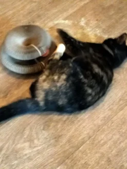 Kattenspeelgoed - Ronde, Opvouwbare En Vervormbare Krabmat Voor Katten Met Bal Met Belletjes Van Golfkartonpapier - Interactief Krabspeelgoed Voor Katten 10 Kattenspeelgoed - Ronde, Opvouwbare En Vervormbare Krabmat Voor Katten Met Bal Met Belletjes Van Golfkartonpapier - Interactief Krabspeelgoed Voor Katten -Merkloos Verkoop 900x1200 16