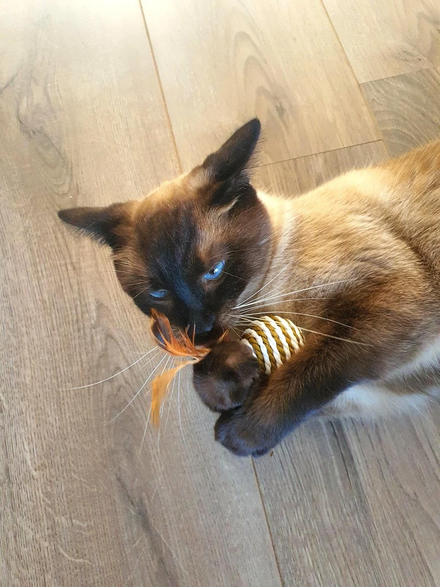 Make Life Beautiful® - Kattenspeeltjes Set - 7-delig - Kattenspeelgoed - Kattenhengel - Speelmuisjes - Kattenspeelgoed Set 7 Make Life Beautiful® - Kattenspeeltjes Set - 7-delig - Kattenspeelgoed - Kattenhengel - Speelmuisjes - Kattenspeelgoed Set - Image 7