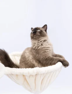 Petrebels Catharina 160 Krabpaal - Creme - 2 Hangmatten - Grote Katten -Merkloos Verkoop 917x1200 1