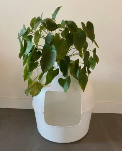 XXL Kattenbak – Verborgen Kattentoilet – Flower XXL Wit Voor Grote Katten Van RHRQuality 14 XXL Kattenbak – Verborgen Kattentoilet – Flower XXL Wit Voor Grote Katten Van RHRQuality -Merkloos Verkoop 970x1200 2